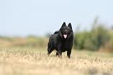 SCHIPPERKE 139